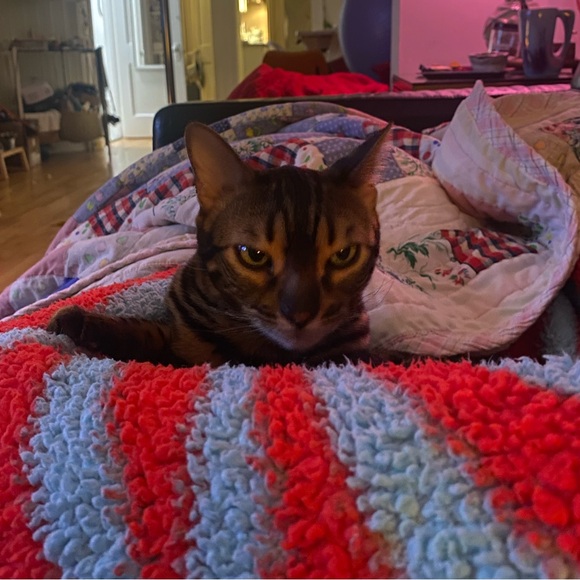 zoe_dc